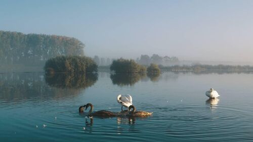 Biesbosch, Natuur in beweging